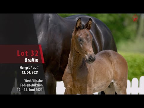 Westfälische Fohlen-Auktion Lot 32 BraVio Hengst v. Belvedere DB - Fantastic