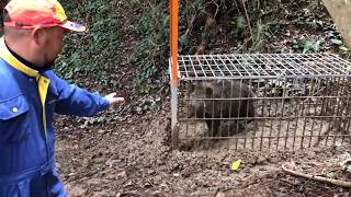 現場から動画でお届けします！奇跡のプロジェクト達成から1年。イノシシとの日々