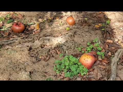 Ants Love Apples in Colts Neck, NJ