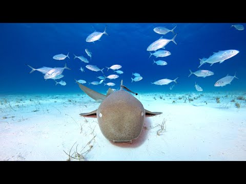 10 Hours Of Sharks And Relaxing Music - Ambience for Sleep - Meditation - Stress Relief