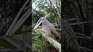 Download lagu Suara Burung Perkutut Lokal Memanggil Teman Agar Bunyi mp3