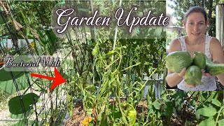 Garden Update- Wilt & Harvest