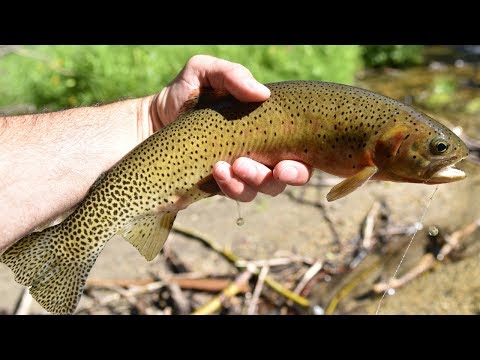 Dry Fly Tenkara Fly Fishing for Westslope Cutthroat