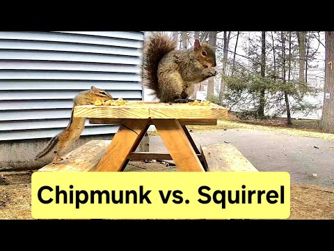Chipmunk vs. Squirrel