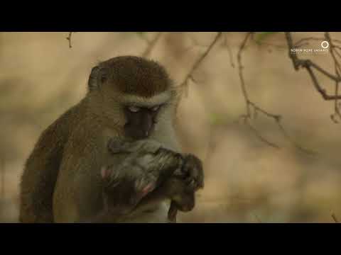 Safari Diaries: Cute Animal Babies: Vervet Monkey