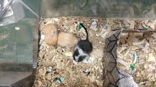 Gerbil Rodents Sale in Woodville, OH