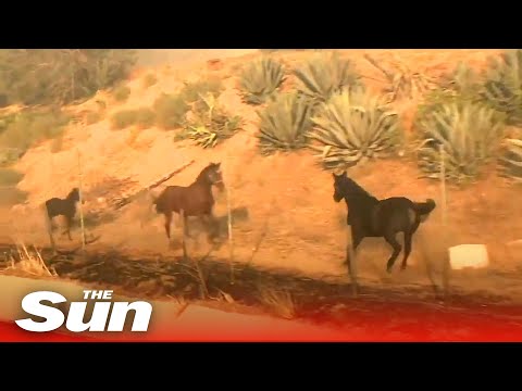 download lagu mp3 mp4 Adopt A Horse In Southern California, download lagu Adopt A Horse In Southern California gratis, unduh video klip Adopt A Horse In Southern California