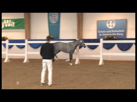 Calido I x Julio Mariner x Corleone 2 1/2-Jährig, Vorauswahl München Riem 2012