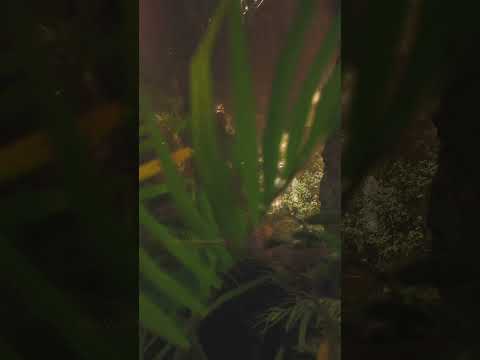 Immerse Yourself: Unreal Forest - A CGI Masterpiece #cgi  #unrealengine  #forest  #nature