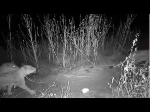 Lion Pride Passes Baboon Sleeping Tree at Olifants River, May 11, 2021