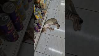 Download lagu #Jaer Hidupnya Mapan😃😹#Bangun Tidur Mau makan apa aja Ada😻#youtubeshort mp3