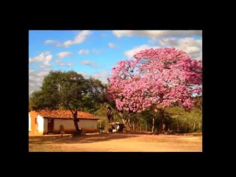 Saudade Imprudente - Voz: Dominguinhos  (Autor: Zé Marcolino)