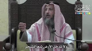 1405 - ولا تدخل الأرض تبعاً للشجر - عثمان الخميس