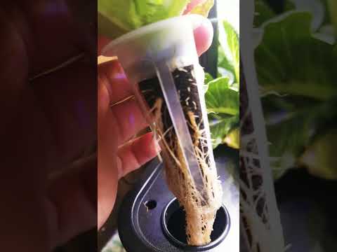 Hydroponic(L) day #34 update
