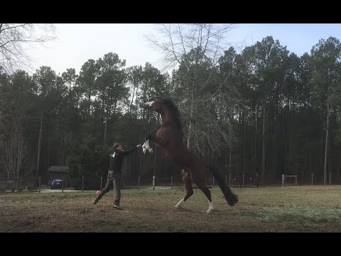 Henry Sandkuhle wird von Hengst attackiert
