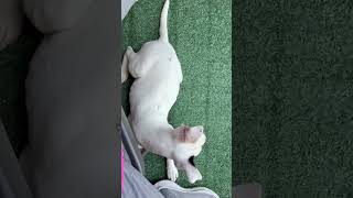 Video preview image #1 American Pit Bull Terrier-Unknown Mix Puppy For Sale in Germantown, OH, USA
