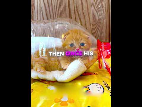 This Kitten LIVES Inside A Bottle 😺💜 #shorts