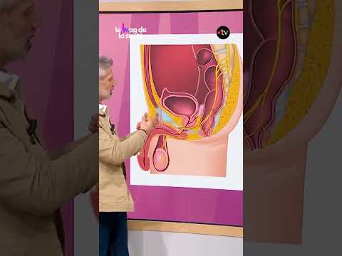 Rester assis trop longtemps peut nuire à votre sexualité ? 🪑🤔