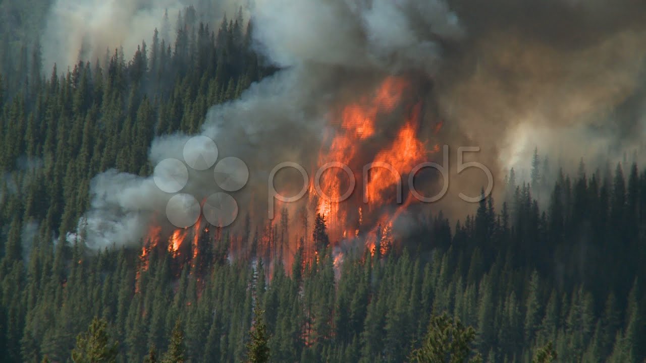 Forest Fire 5. Stock Footage