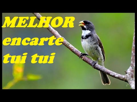 🔴MELHOR TUI TUI PARA ENCARTE🔴🔴 TURBINE SEU PARDO 🔴