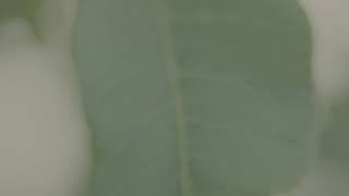 Haulm – “Blind”