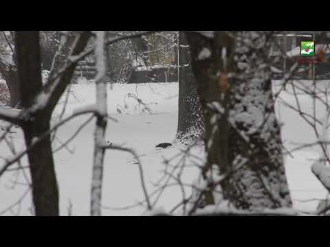 Animal of the Week: American Crow