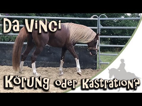 Thoughts on Da Vinci - Breeding or castration? - On the way to Bavaria
