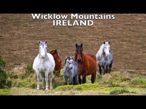 YouTube video about: Are there wild horses in ireland?