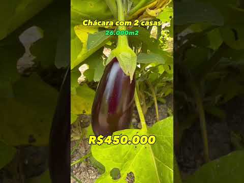 CHÁCARA COM POÇO ARTESIANO, 2 CASAS, ÁREA DE PLANTIO, PRÓXIMO DA CIDADE