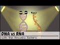 DNA vs RNA (Updated)