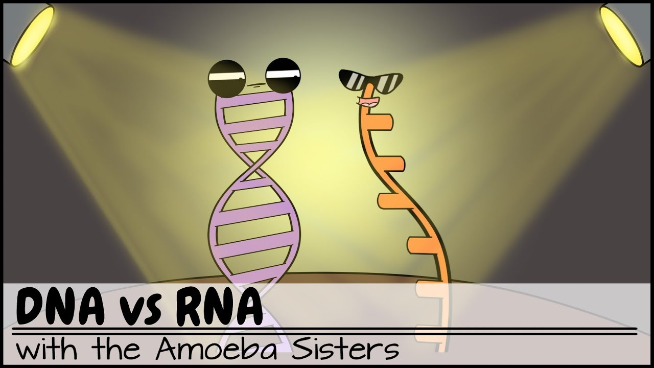 DNA vs RNA (Updated)