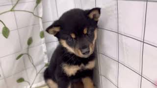 柴犬の動画01
