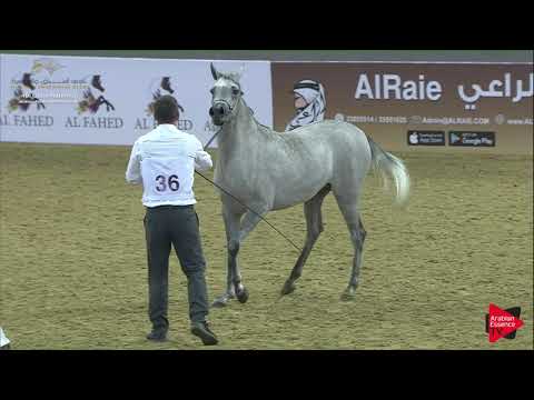 N.36 TOYA AL ROWDHA - 2019 Qatar Nat. Peninsula show - Fillies 2 Years Old (Class 2A) .mp4