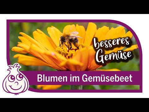 Planting flowers and herbs in the vegetable garden