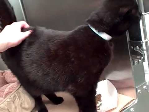ADOPTED * Burmese mix cat Paige * Bideawee, Manhattan