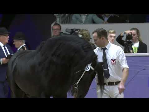 HK 2024 – Event 5 – Studbook k Stallions approved from breeding season 2021 – 2022 – English