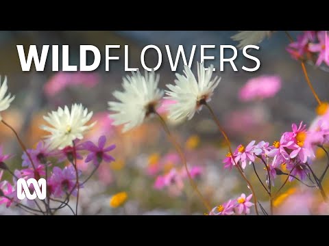 Last minute rain paves way for bumper wildflower season ️ ABC Australia