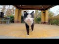 Whenever I See This One Eyed Tuxedo Cat He Looks Angry