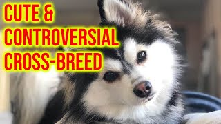 Pomsky Dog Breed 101; The Cute & Controversial Cross Breed