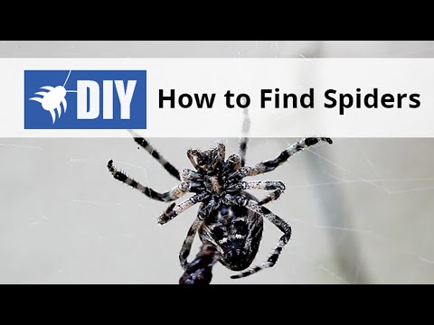  How to find Spiders Video 