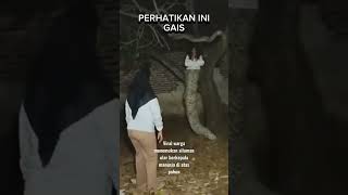 Download lagu GEGAR PENAMPAKAN SILUMAN ULAR DIATAS POHON!!! #shorts #trending #ghost #hantu mp3