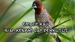 Download lagu Emprit Kaji GACOR isian KENARI dan PERKUTUT istimewa mp3