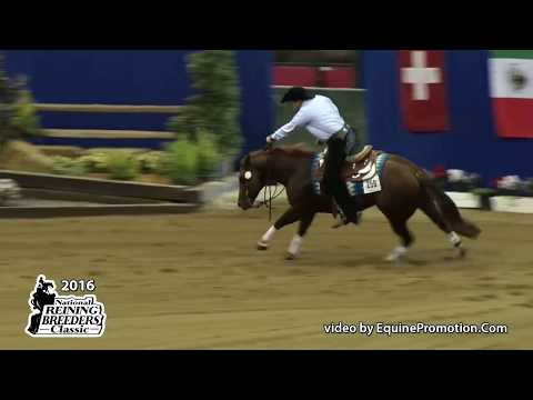 Gunners Special Glo ridden by Arno Honstetter  - 2016 NRBC (Open Prelims)