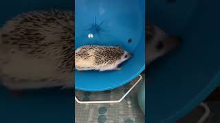 Hedgehog Animals Videos