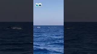 la-meravigliosa-danza-dei-delfini-nel-mare-di-ischia