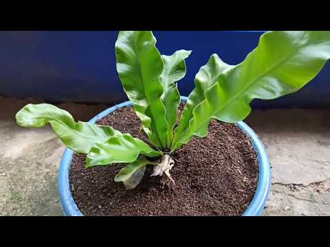 LENGKAP !! Berbagai macam media Tanam Kadaka (asplenium Nidus)