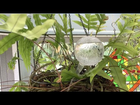 How to use water globes on hanging plants