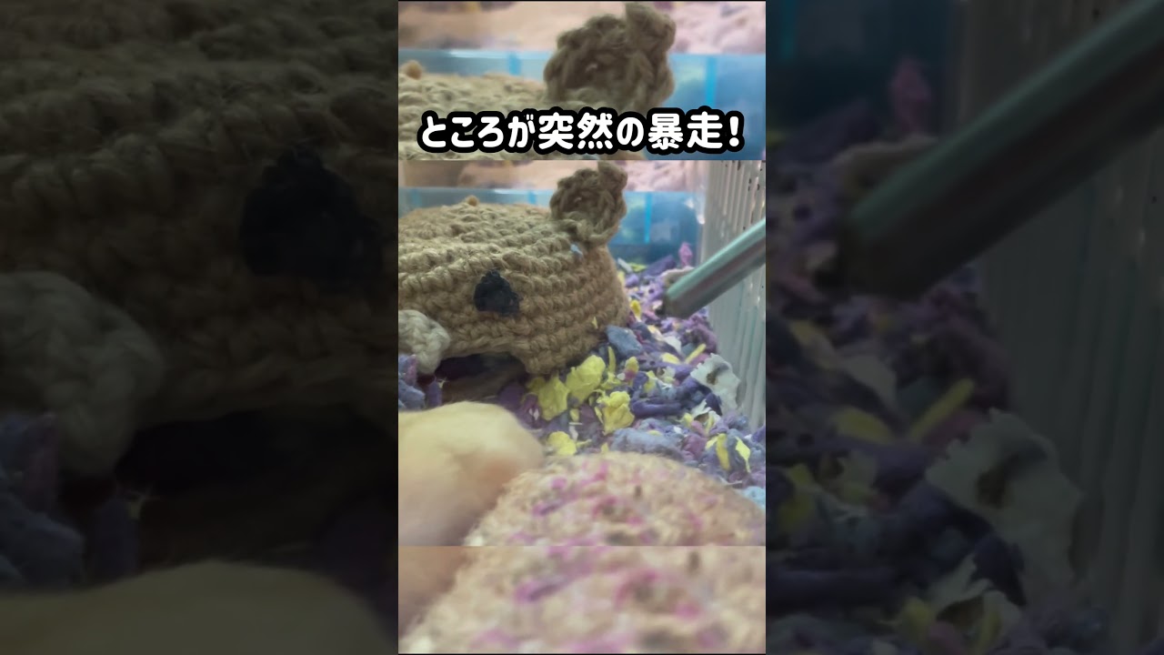 非常に素早いハムスター