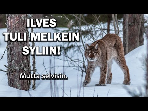 ILVES TULI MELKEIN SYLIIN!