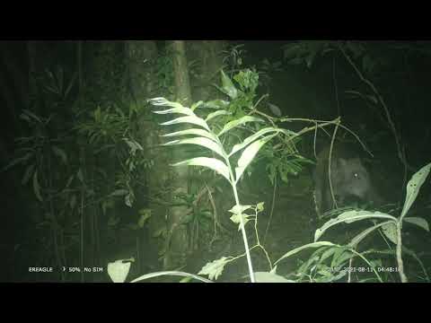 臺灣爺蟬棲地裡還有臺灣野豬出現